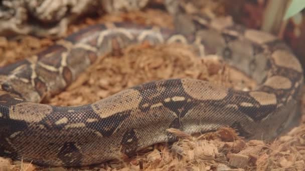 Primer plano de un Boa constrictor o boa común, boa de cola roja serpiente no venenosa de cuerpo pesado. — Vídeos de Stock