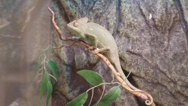 Primo piano di giovani camaleonti o camaleonti calyptratus su un ramo in terrario. — Video Stock