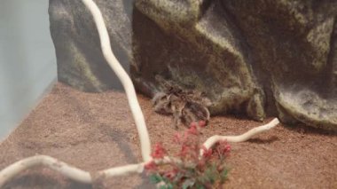 Tarantula brachypelma albopilosum teraryumdaki kıvırcık saçlı tarantula olarak da bilinir.. 