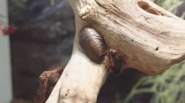 Blaberus Giganteus ya da Brezilyalı hamamböceğinin yakın çekimi..