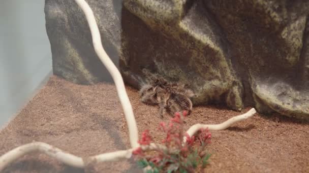 Tarantula brachypelma albopilosum také známý jako kudrnaté vlasy tarantula v teráriu. — Stock video