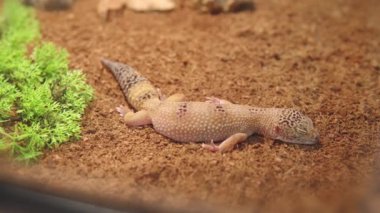 Tatlı leopar kertenkelesi ya da Eublepharis macularius teraryumda yatar ve uyur..