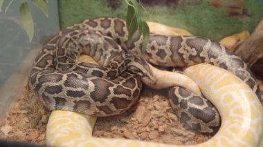 Python molurus aynı zamanda Hint kaya pitonu, siyah kuyruklu piton, Asya kaya pitonu olarak da bilinir.. 