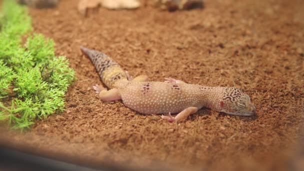 Mignon gecko léopard ou eublepharis macularius se trouve et dort dans un terrarium. — Video