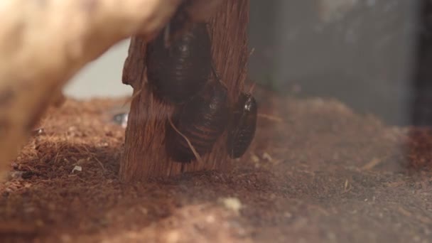 Τρία άτομα του Blaberus giganteus ή βραζιλιάνικη κατσαρίδα σε εσωτερικούς χώρους. — Αρχείο Βίντεο