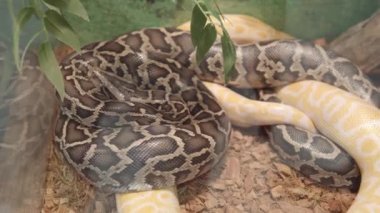Python molurus aynı zamanda Hint kaya pitonu, siyah kuyruklu piton, Asya kaya pitonu olarak da bilinir.. 
