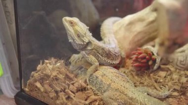 Merkezi sakallı ejderha ya da Pogona vittisepsleri aynı zamanda iç sakallı ejderha olarak da bilinir.. 