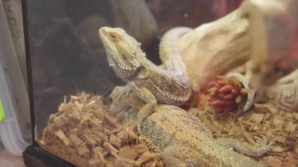 Środkowy brodaty smok lub witticeps Pogona znany również jako śródlądowy brodaty smok. — Wideo stockowe