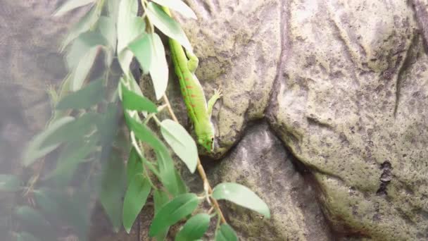 Phelsuma madagascariensis w zoo. Madagaskar Gecko zbliżenie strzał. — Wideo stockowe