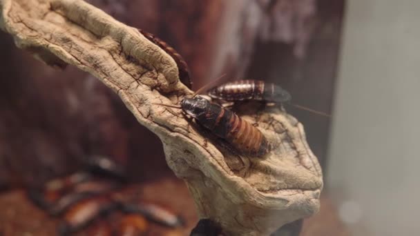 Madagascar hissing cockroach or romphadorhina portentosa. — ストック動画