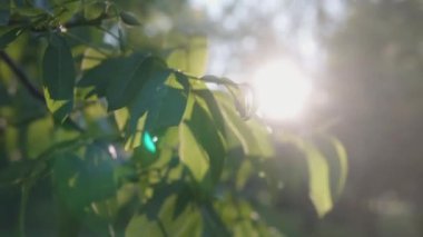Akşam ışığı ceviz ağacının yapraklarını kırıyor. Doğa geçmişi. Güneş parlaması. Güneş ışığıyla soyut bir bokeh. Seçici odak.