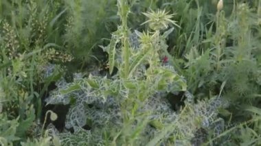 Silybum marianum, süt devedikeni, kompozitae. Yazın vahşi bitki vuruşu. Yüksek kalite 4k görüntü.