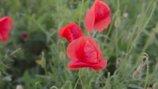 Close Red Wild Poppies Field Swaying Wind Summer Evening Footage — Stock Video