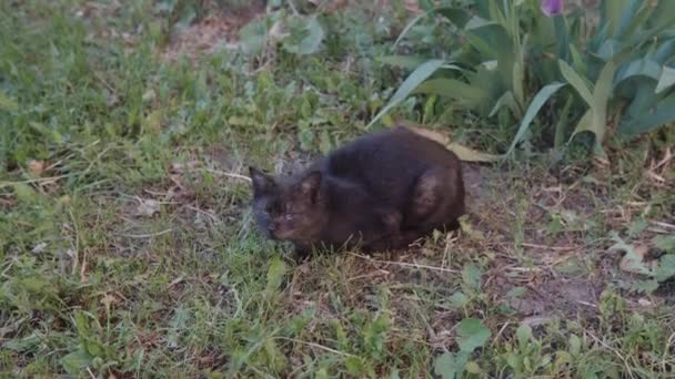 Gato Negro Enfermo Sin Hogar Sienta Hierba Calle Tose Primer — Vídeo de stock