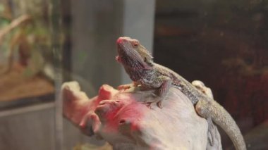 Merkezi sakallı ejderha ya da Pogona vittisepsi ayrıca iç kısımdaki sakallı ejderha olarak da bilinir. Yakın çekim..