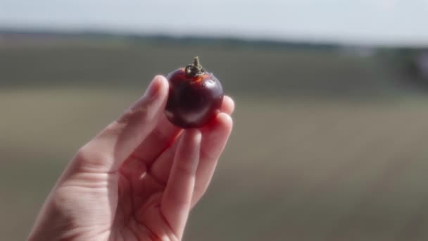 Tomate Preto Orgânico Maduro Mão Dos Agricultores Contra Pano Fundo — Vídeo de Stock