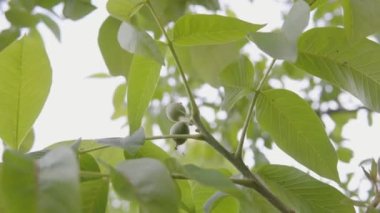 Ceviz ağacındaki küçük yeşil cevizler bir dala asılı. El kamerasıyla ateş et. Yüksek kalite 4k görüntü.