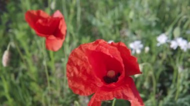 Yaz akşamları rüzgarda savrulan bir tarlada kırmızı gelinciklerin yakın çekimi. 4k görüntü.