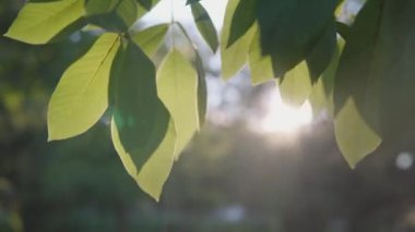 Yaz akşamı, ışık ceviz ağacının yapraklarını kırıyor. Doğa geçmişi. El kamerasıyla ateş et. 4k.