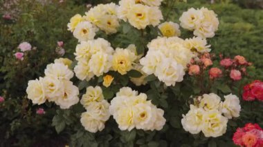 Şehir parkındaki çalılıkta güzel sarı güller. Doğal arka plan, çiçeklerin kabarıklığı. Yakın çekim yüksek kalite 4K görüntü.