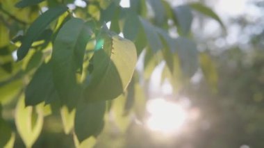 Sıkıcı akşam ışığı ceviz ağacının yapraklarını kırıyor. Doğa geçmişi. Güneş parlaması. Güneş ışığıyla soyut bir bokeh. Seçici odak.