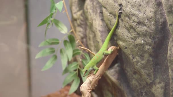 Phelsuma Madagascariensis Parque Zoológico Madagáscar Gecko Tiro Perto Filmagem — Vídeo de Stock