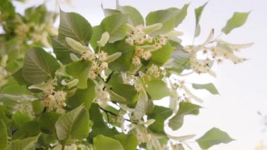 Mavi yaz gökyüzüne karşı çiçek açan ıhlamur ağacı. Bir ıhlamur dalının yakın plan görüntüsü. 4k.