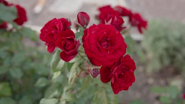 市内公園で美しい赤いバラ クローズアップ撮影 自然の背景 茂みの上のバラの大きな花序 4K映像 — ストック動画
