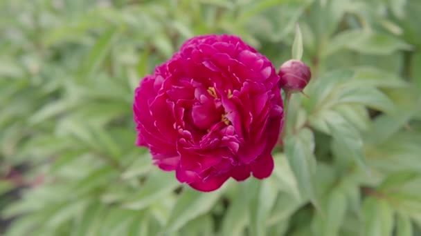 Fiore Peonia Nell Aiuola Del Parco Cittadino Giardino Privato Primo — Video Stock