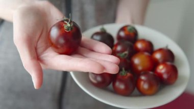 Tabakta sulu, olgun, siyah domatesler var. Siyah domates gösteren bir çiftlik çalışanı. Organik yaz hasadı. Gimbal atışı 4K.