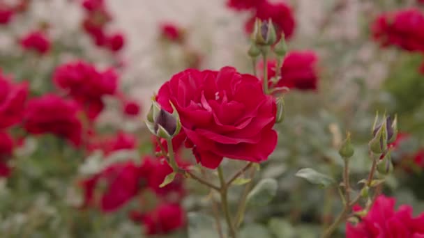 市内公園で新鮮な赤いバラ 自然背景 茂みの上のバラの大きな花序 クローズアップ高品質4K映像 — ストック動画