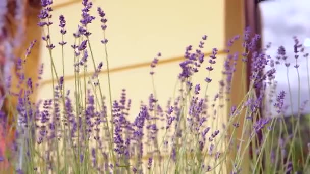 Levandule Květináčích Poblíž Květinářství Městě Poblíž Hotelu Detailní Záběr Kvalitní — Stock video