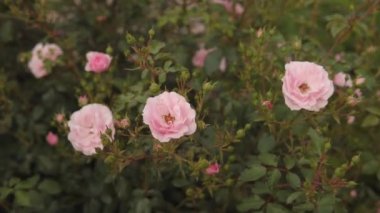 Şehirdeki bir çalılıkta pembe güllerin esintisi. Doğa geçmişi. Yakın çekim yüksek kalite 4K görüntü.