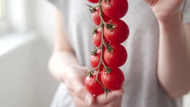 Branche Avec Beaucoup Tomates Cerises Mûres Dans Les Mains Employé — Video