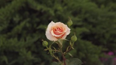 Şehirde güzel taze güller var. Doğal arka plan, çalılıklardaki güllerin kabarıklığı. Yakın çekim yüksek kalite 4K görüntü.