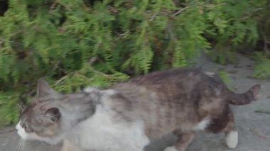 Sokak kedisi kameraya bakar, sonra da diğer kediyle uzaklaşır. Yaz akşamı, açık havada. Yakın plan, 4k..