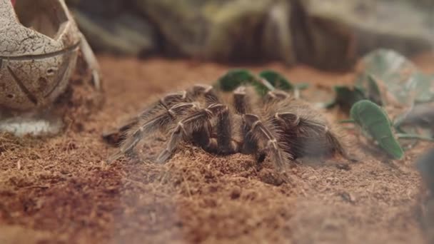 Tarántula Brasileña Para Comer Aves Color Rosa Salmón Terrario Imágenes — Vídeos de Stock