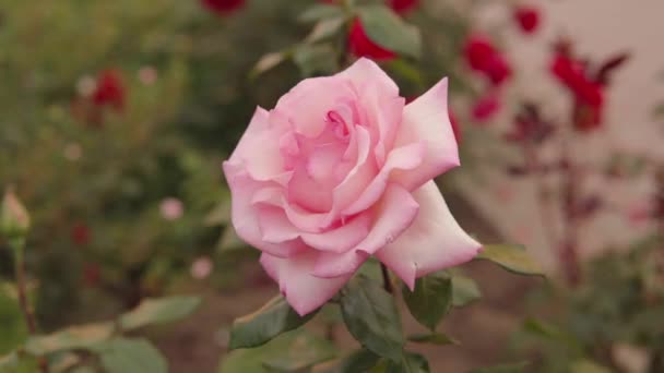 Belle Rose Fresche Città Sfondo Naturale Grande Infiorescenza Rose Cespuglio — Video Stock