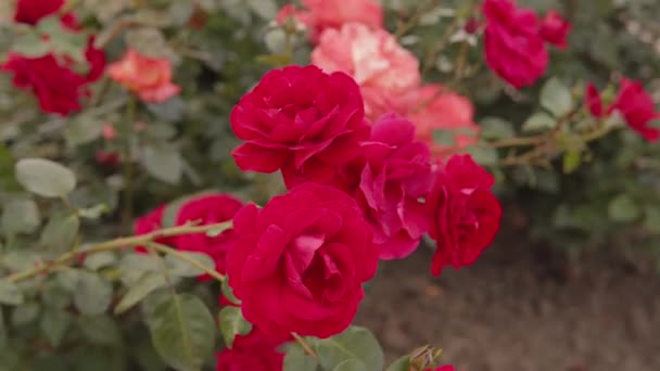 市内の美しい新鮮なバラ 自然の背景 茂みの上のバラの大きな花序 クローズアップ高品質4K映像 — ストック動画