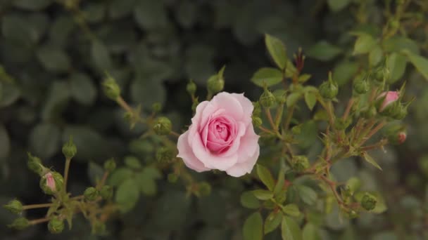 Belle Rose Fraîche Dans Ville Fond Naturel Gros Plan Images — Video
