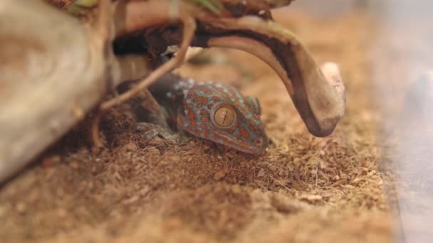 Closeup Gekko Gecko Gecko Arbóreo Noturno Gênero Gekko Verdadeiro Geckos — Vídeo de Stock