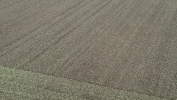 Campo Verde Sem Fim Flores Fagópiro Comida Saudável Cena Rural — Vídeo de Stock