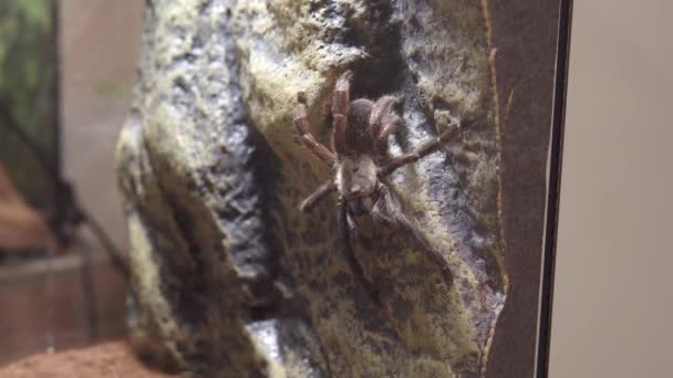 Detailní Záběr Psalmopoeus Reduncus Arboreální Tarantula Původem Kostariky Záběry — Stock video