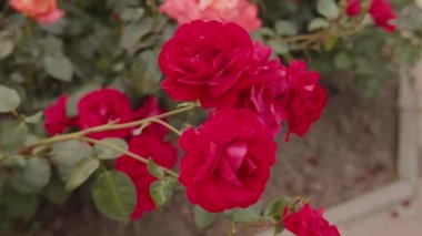 Şehirde güzel taze güller var. Doğal arka plan, çalılıklardaki güllerin kabarıklığı. Yakın çekim yüksek kalite 4K görüntü.
