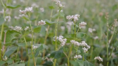 White buckwheat flowers bloomed in the field. Close up shot. Agribusiness success business concept. High quality 4k footage.