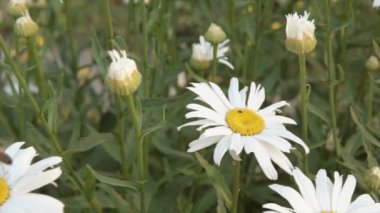 Bir arı papatya çiçeğinin üzerinde oturur ve ondan uzaklaşır. Yavaş çekim..