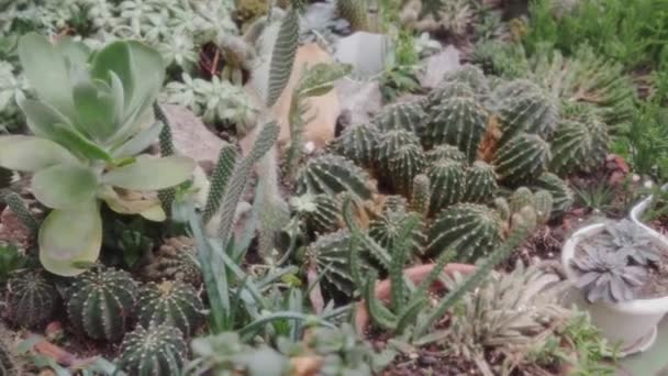 Wiele Różnych Amerykańskich Kaktusów Grono Kaktusów Szklarni Zbliżenie Gładki Strzał — Wideo stockowe