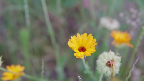 Marigold Flower Close Field Shallow Depth Field Nature Medicine — Stock video