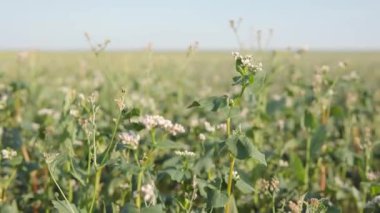 Karabuğday tarlası, çiçek açan karabuğday çiçekleri, mavi gökyüzü ve parlak güneş. Tarım İşletmeleri Konsepti.