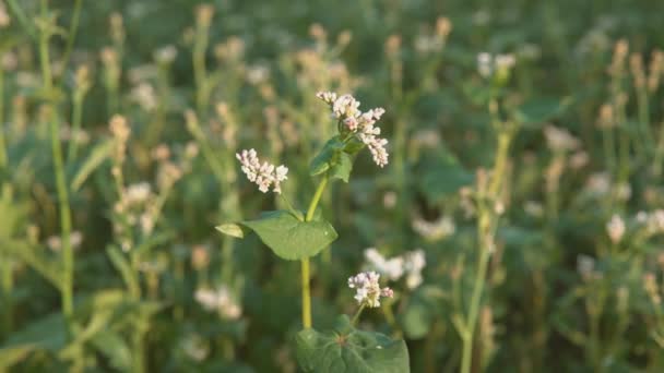 Close Blooming Buckwheat Flowers Buckwheat Field Agricultural Business Concept — Stock video